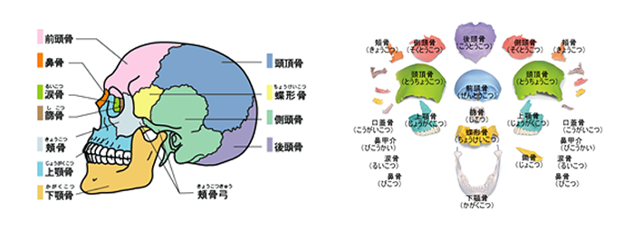 小顔矯正図